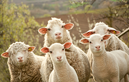 Rakonit Leckmasse für Schafe