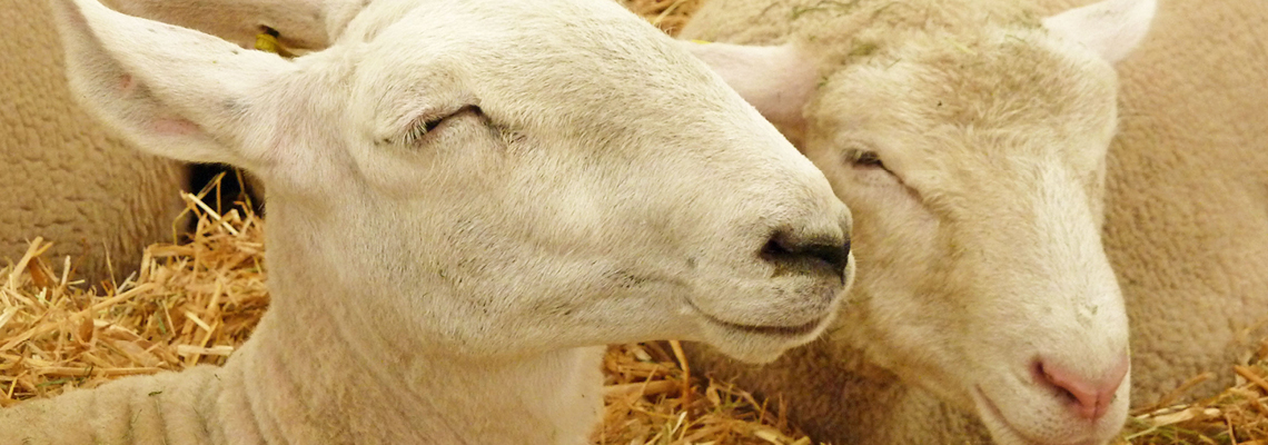 Rakonit Leckmasse für Schafe